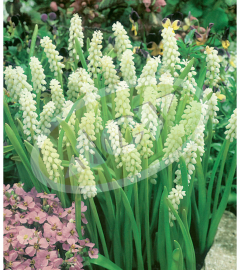 LUKOVICE MUSCARI 